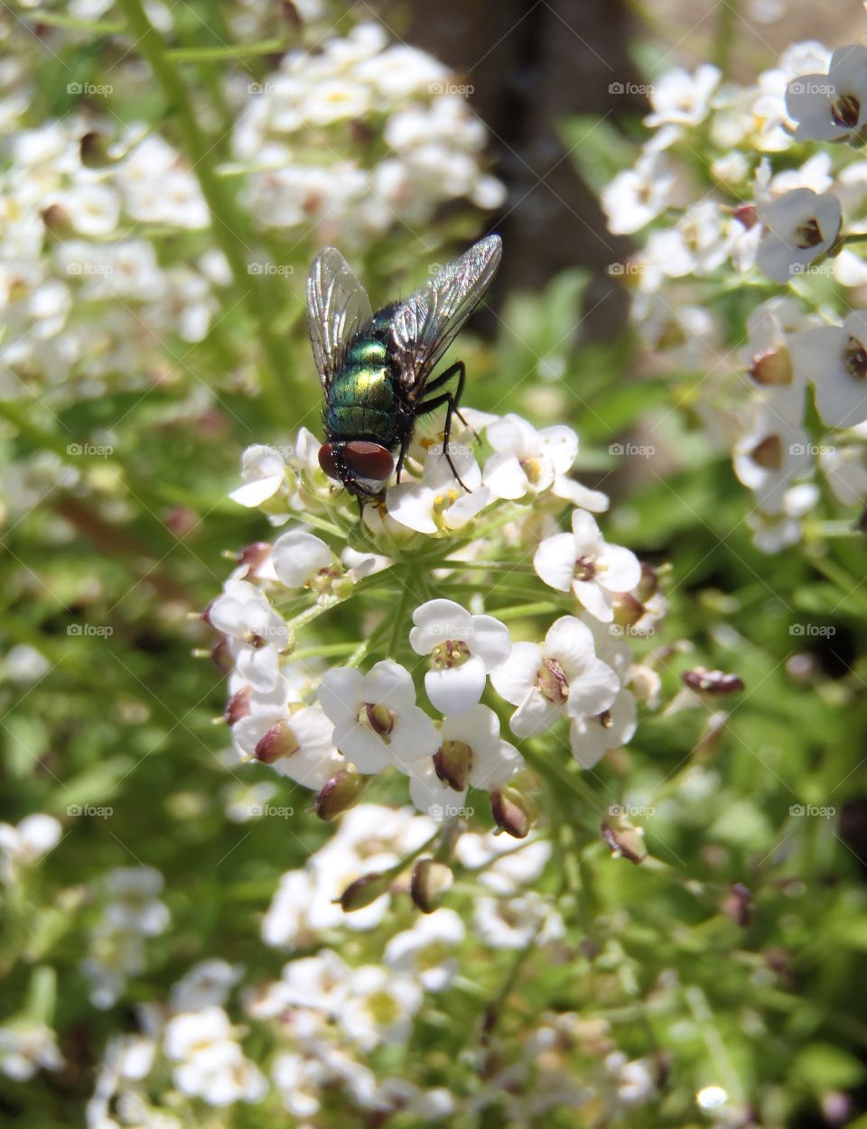 Nature garden in the backyard 