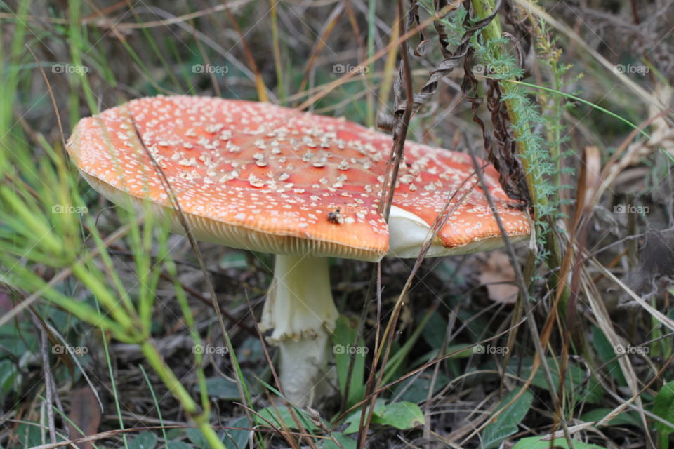 Forest, nature, mushrooms, trees, landscape