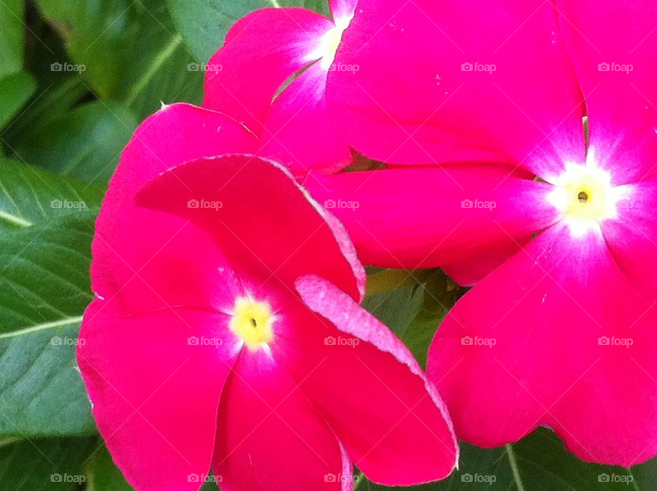 green garden pink flower by carinafox5