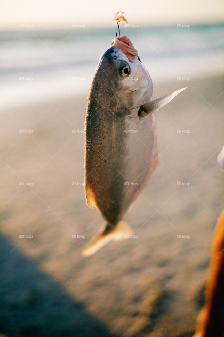 Caught fish