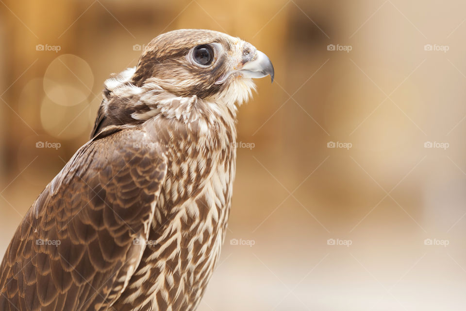 Portrait of the falcon