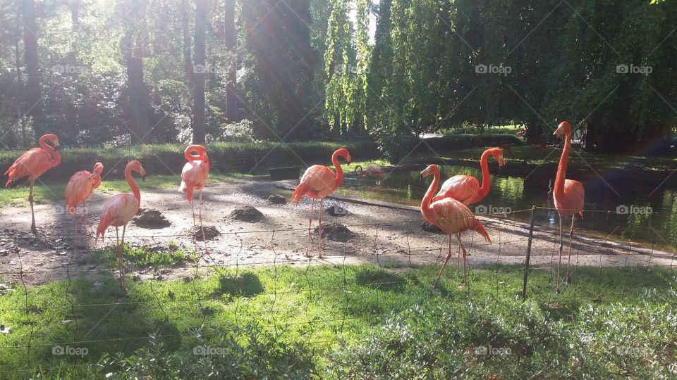 Flamingos🐦
