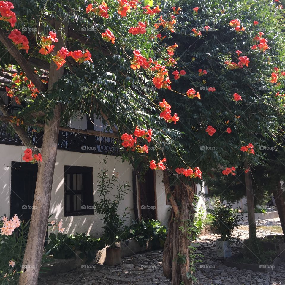 Trumpet vine on the house background