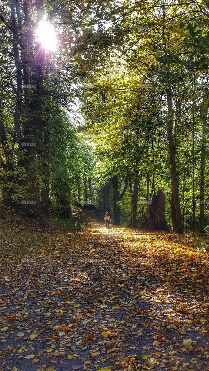 A stroll in autumn forrest