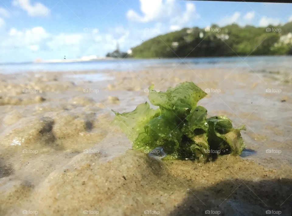 Seaweed on beach 