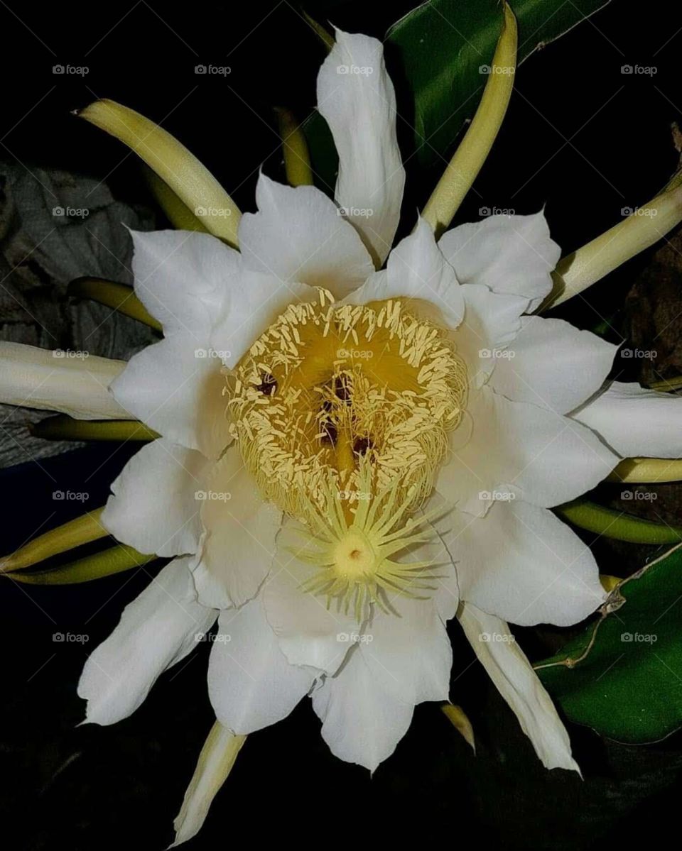 Dragon fruit flower