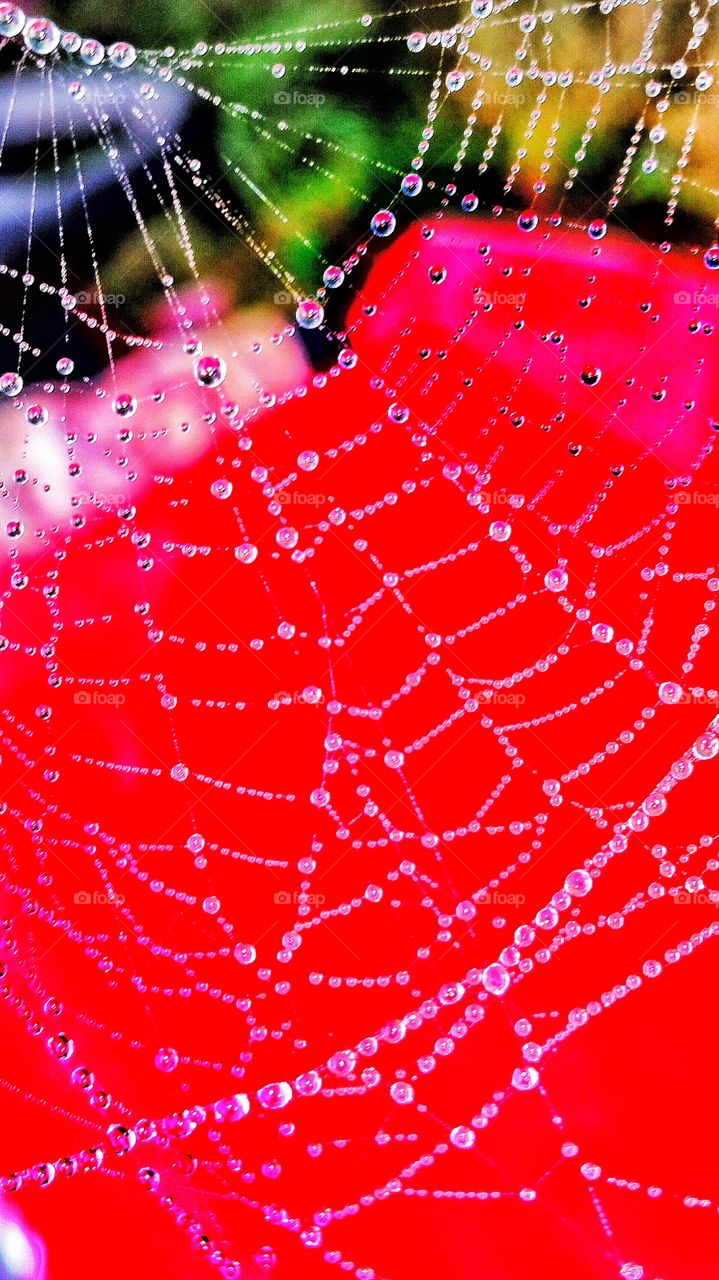 macro close up of spider web with dew drops with red background