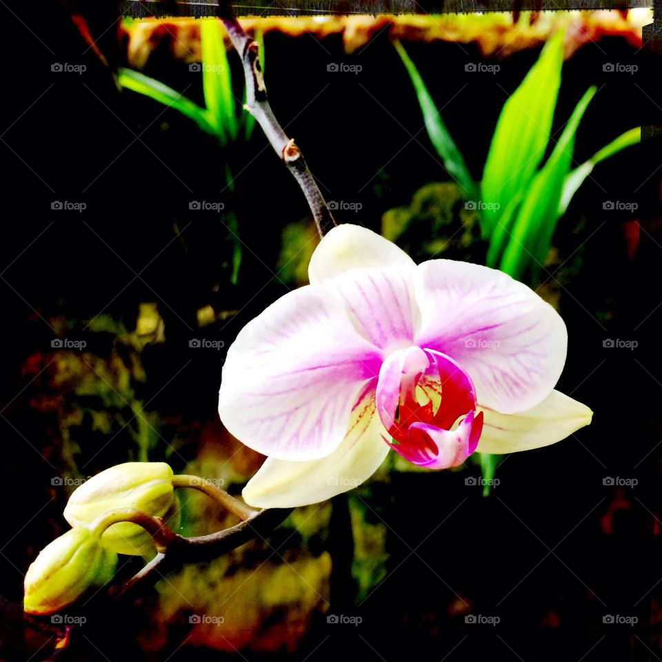 Orchid