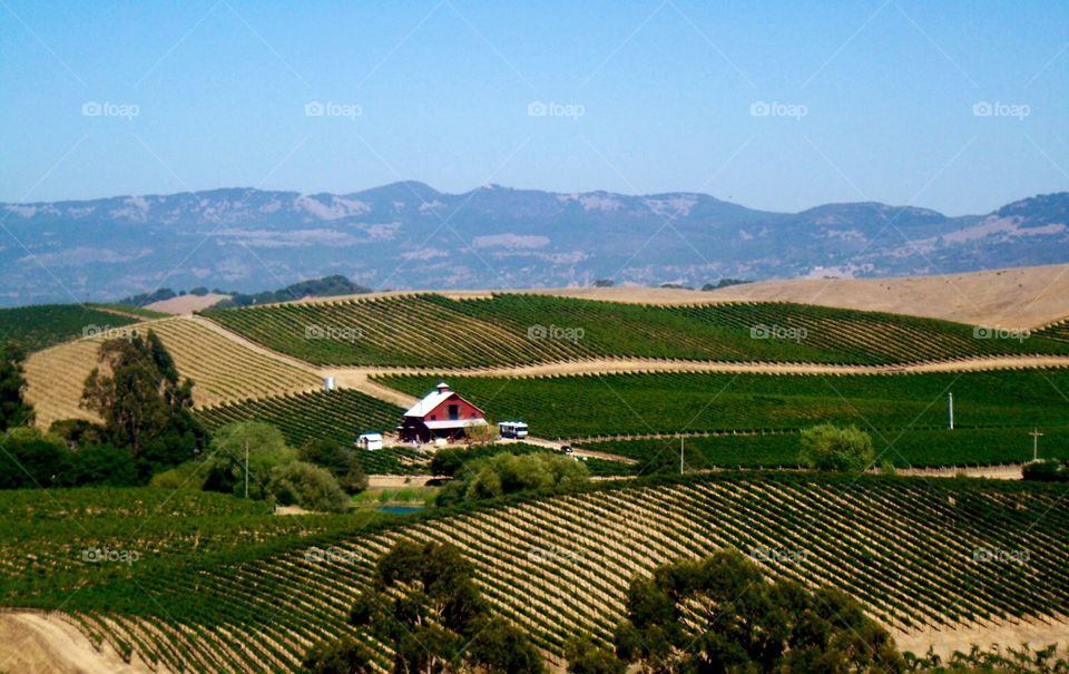 Beautiful landscape viewed from the Artesa Winery in Napa Valley.