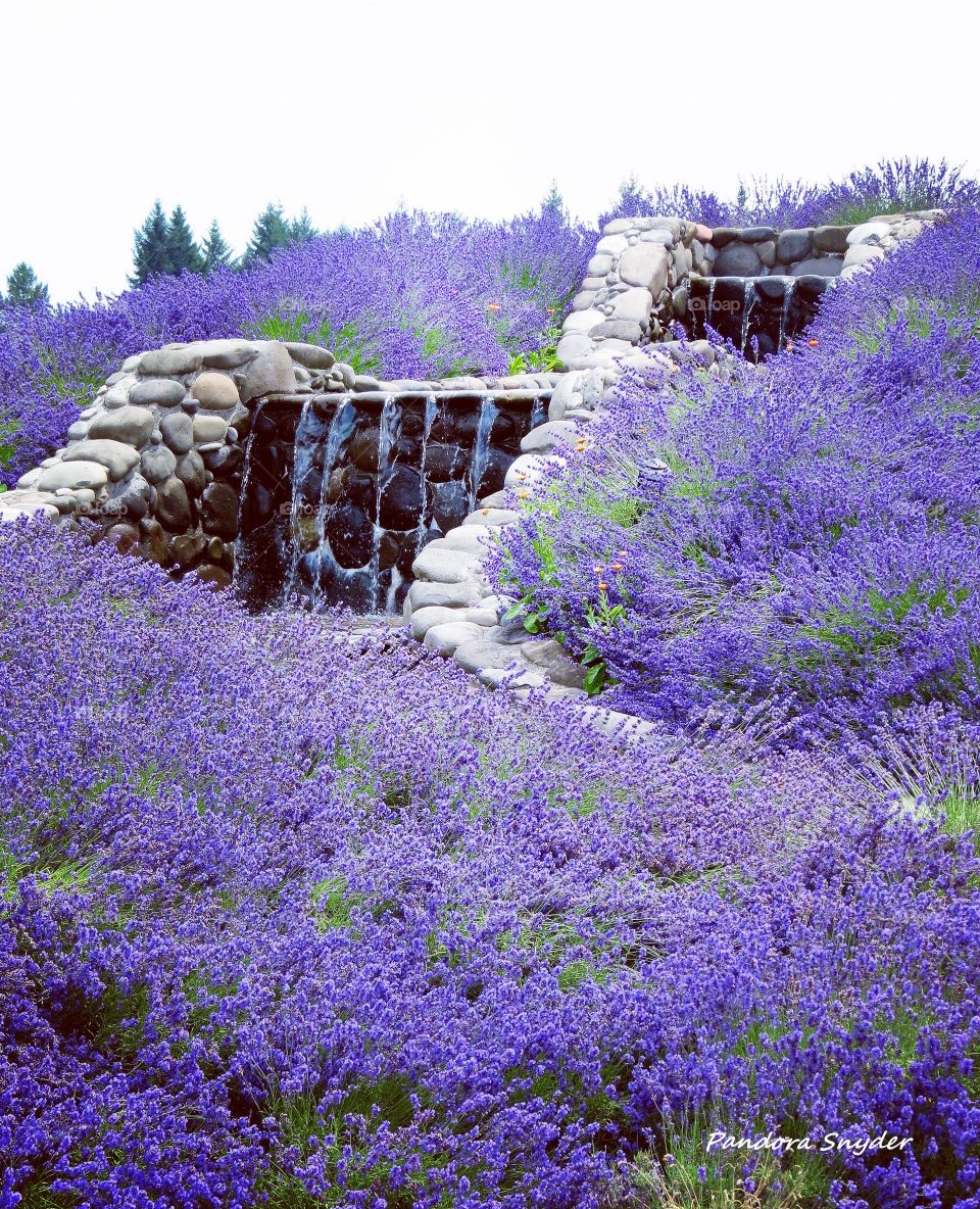 Waterfall Cascading Down Lavender Filled Hills. 
