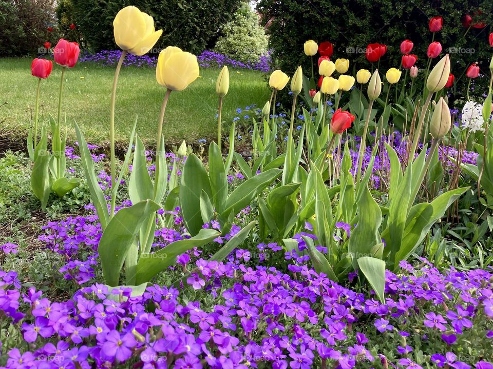 Spring flowers in my garden 