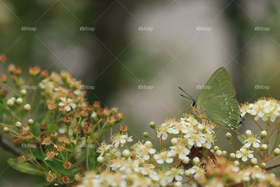 Beautiful and cute butterfly