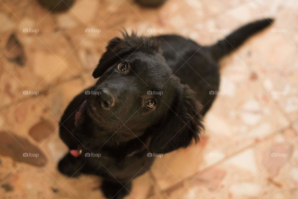 Sitting puppy curious while getting a picture taken.