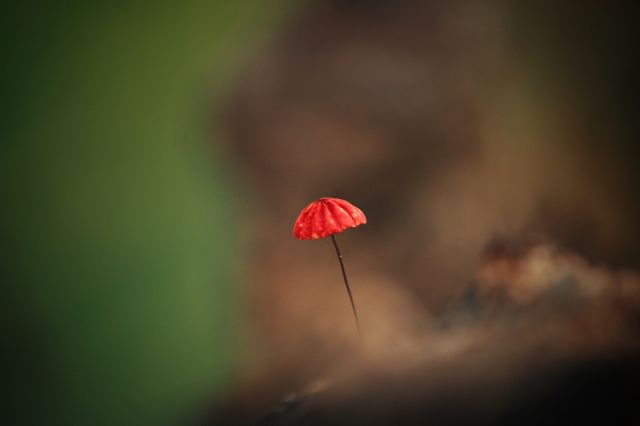 red mushroom