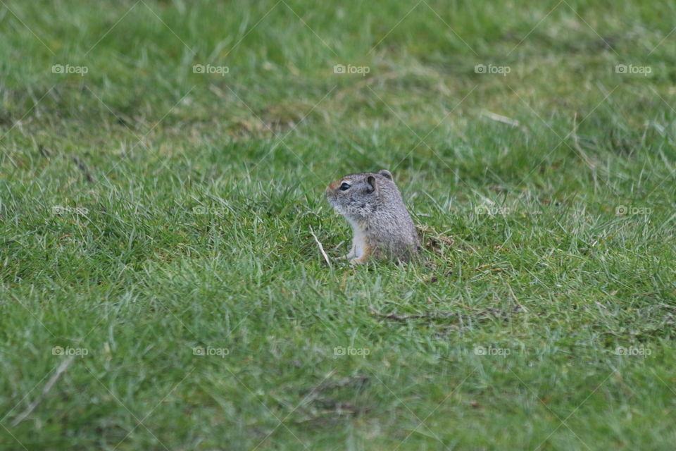 Ground squirrel peeking from hole