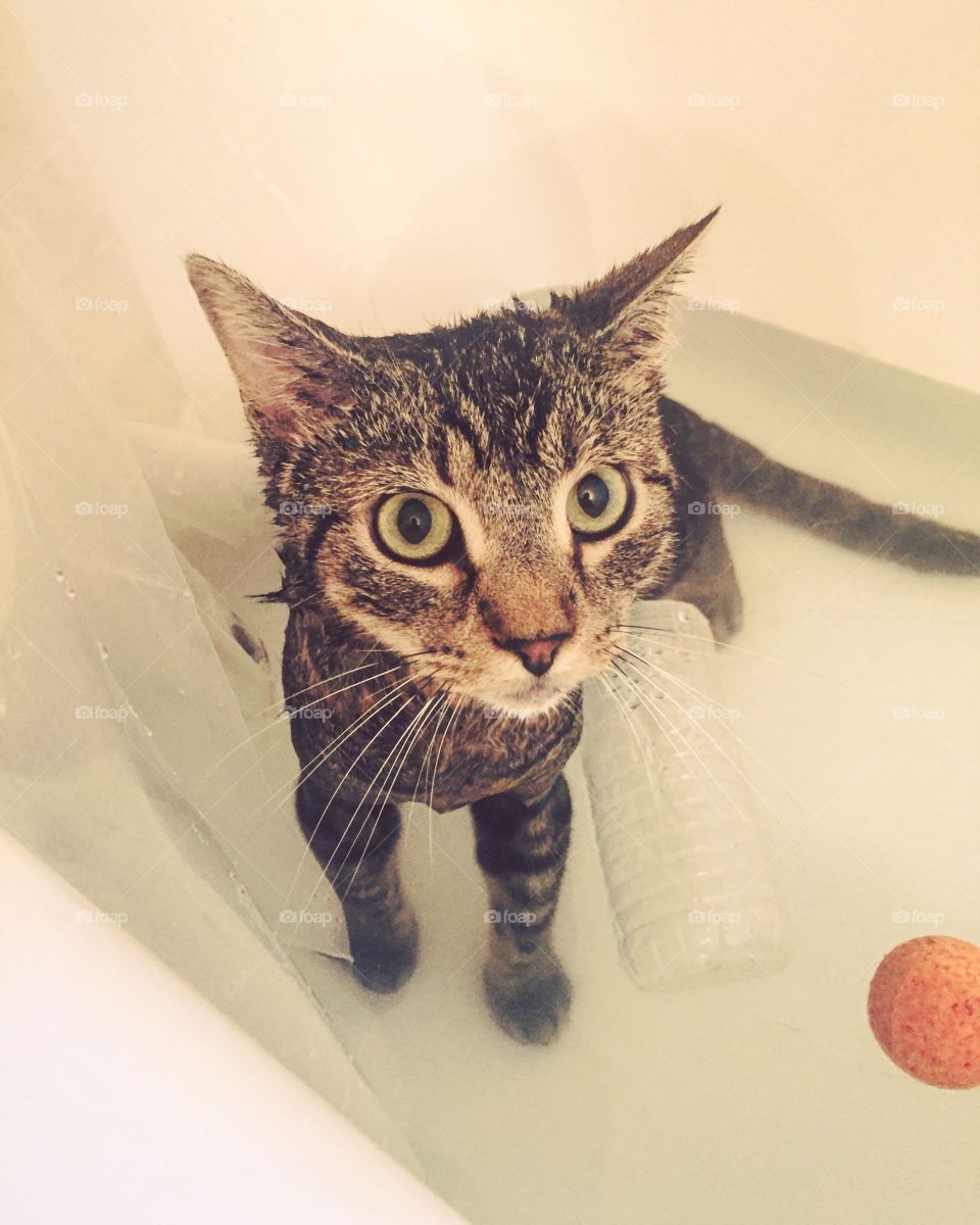 Giving Indy a bath