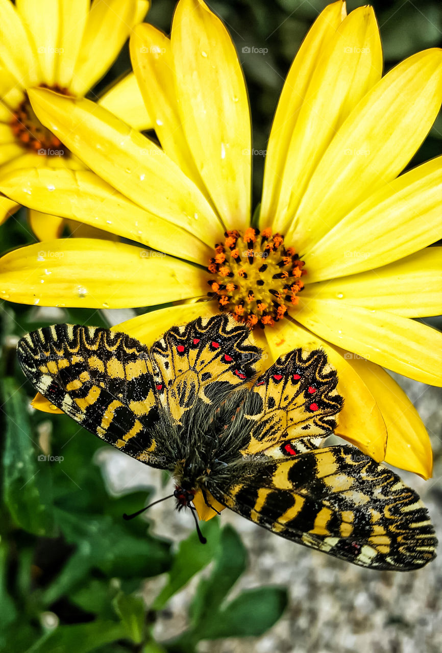flower et batterfly