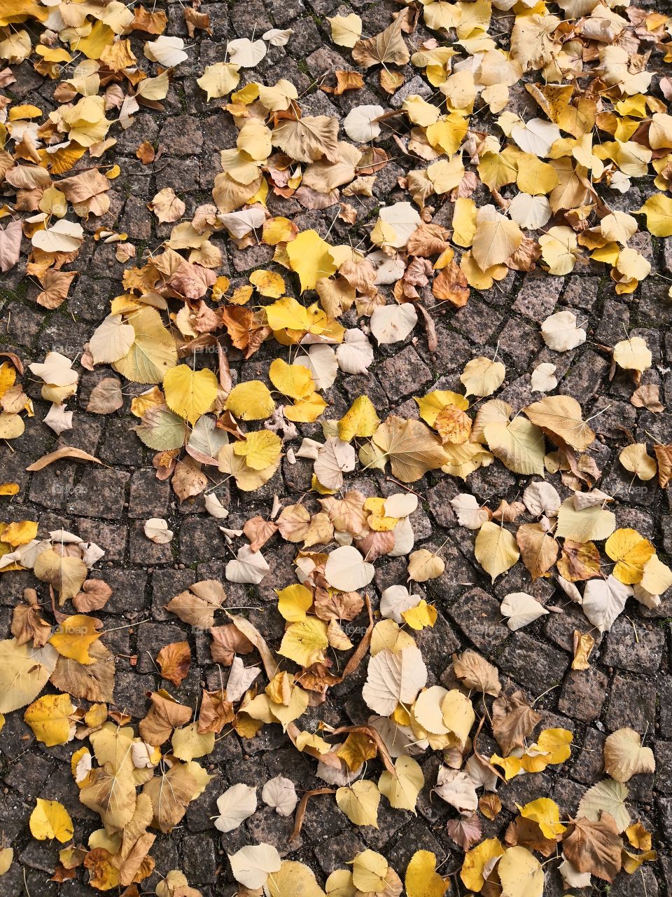 Floor & Leaves, Autumn, Castelo de Vide, Portugal