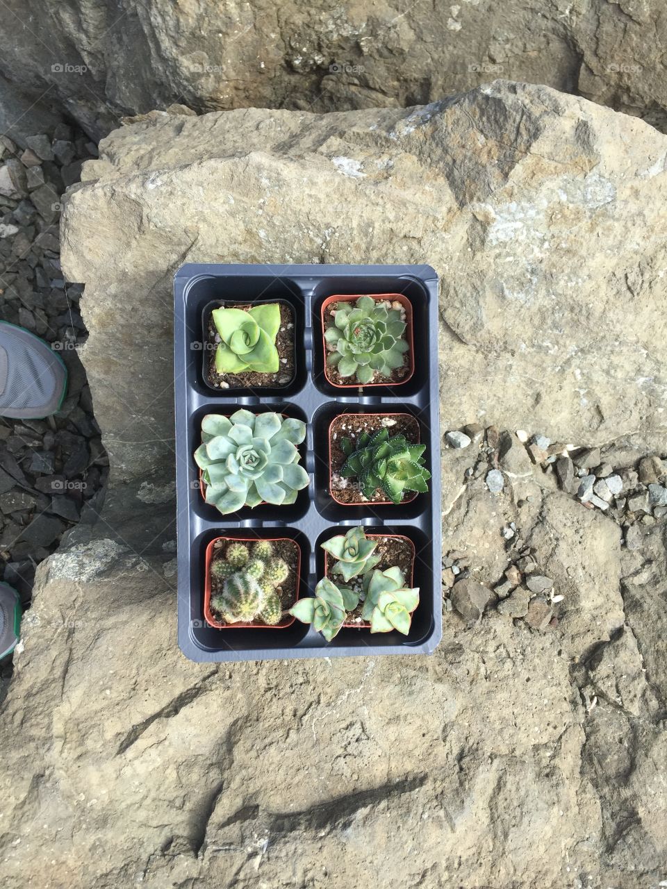 Elevated view of succulent plant