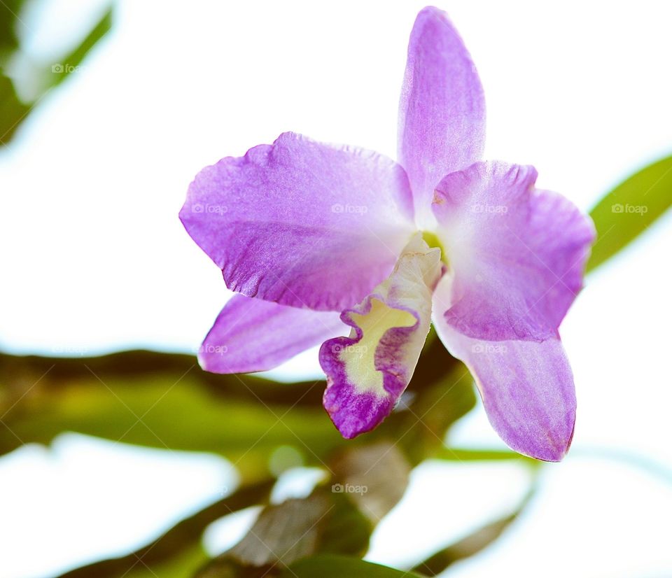 Orquidea lilás  em árvore