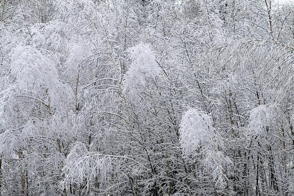 Bäume im Schnee