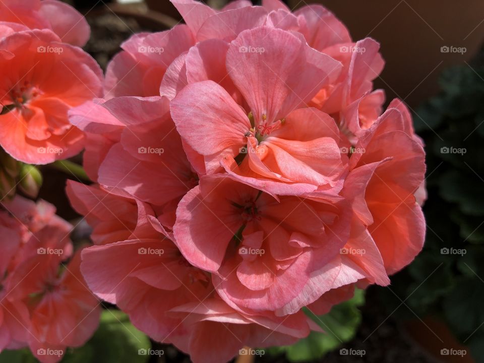 This second rhododendron is also very appealing with its rather “precious pink” collie.