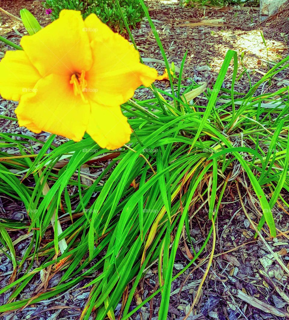 One single big bright yellow flower with grass flowing and brown bark earthy tone.