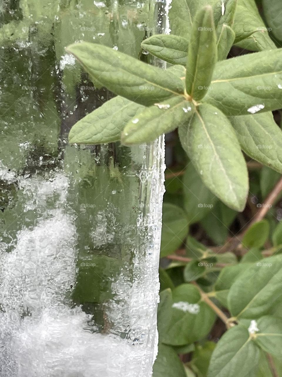 Plant,ice and snow 