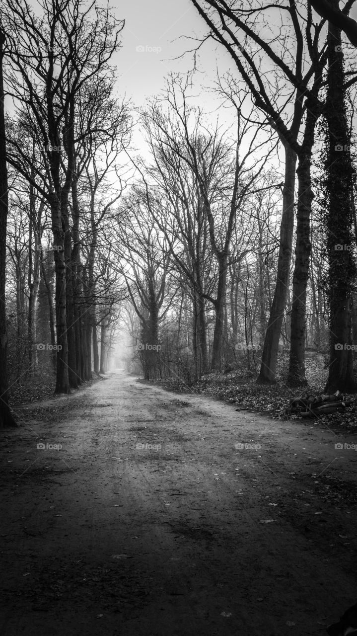 Park in winter in Belgium.