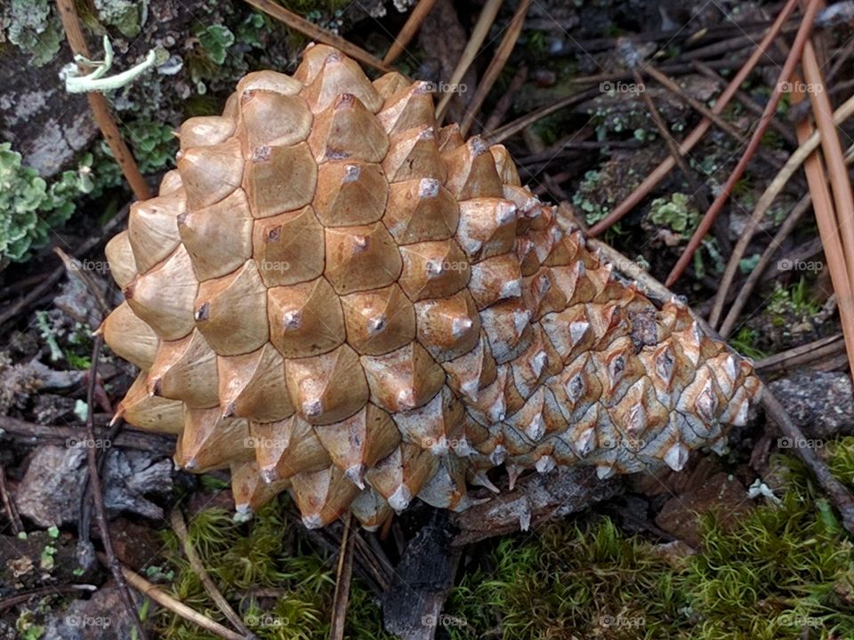 lodgepole pine cone
