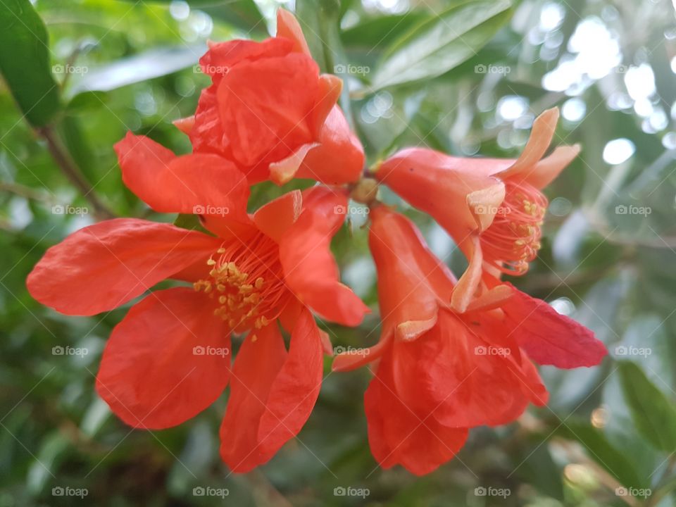 The pomegranate flowers