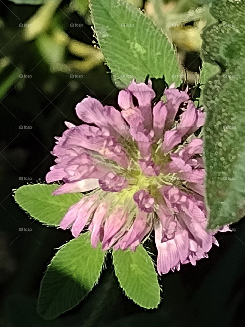 sweet purple wild clover