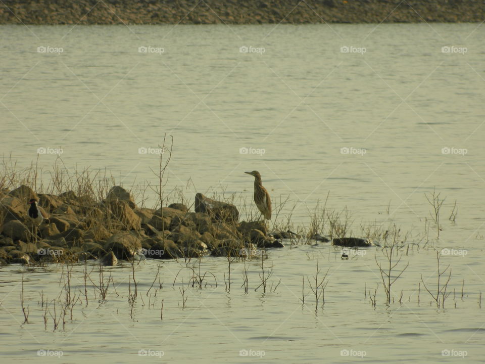 bird in river