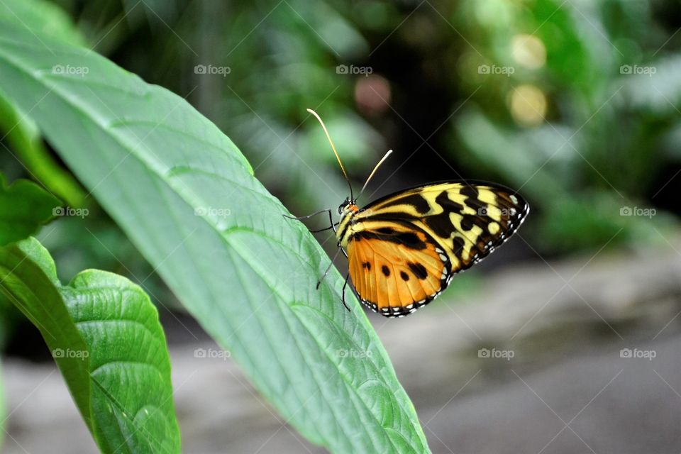 the butterfly #green leaf