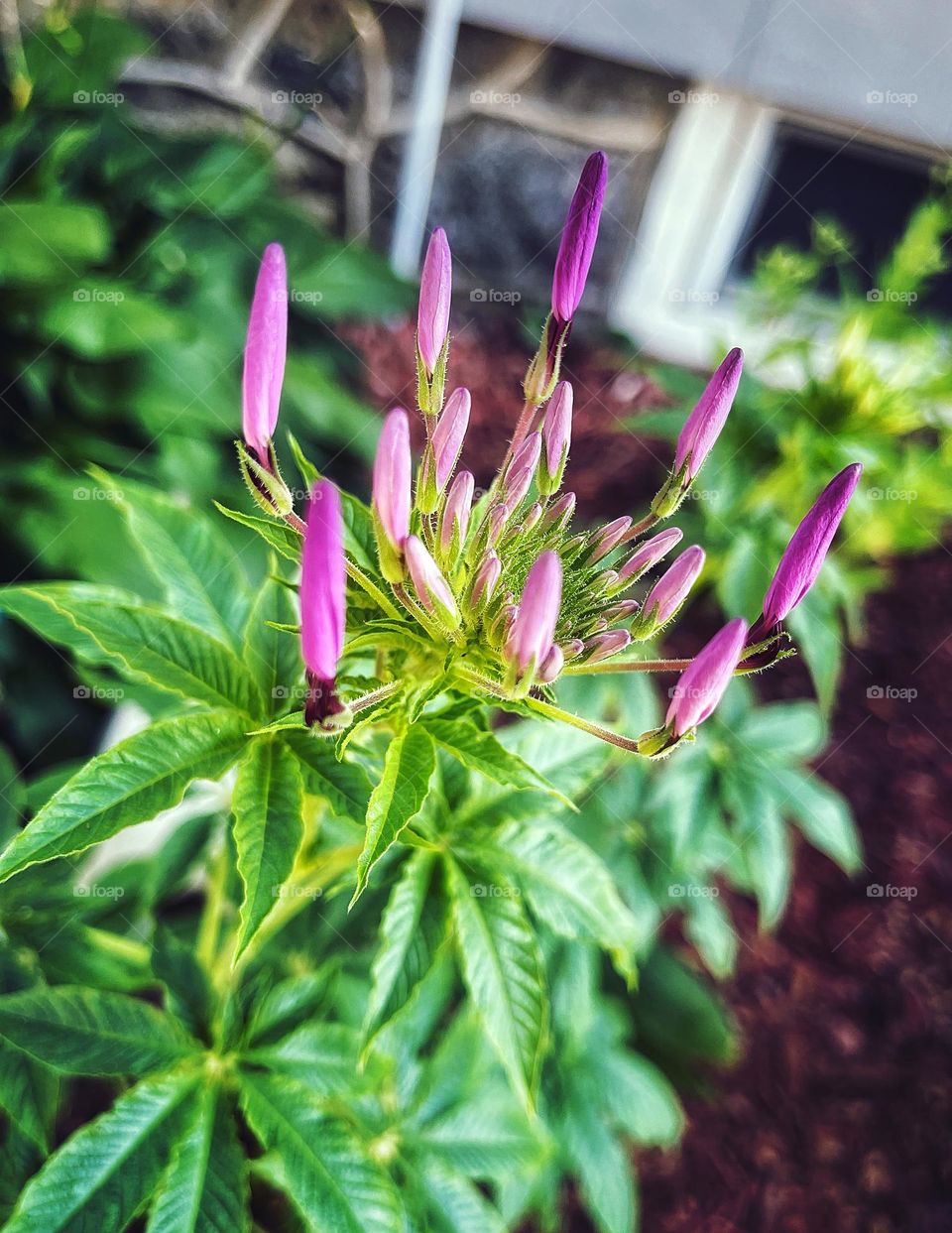 Purple flowers in my garden 