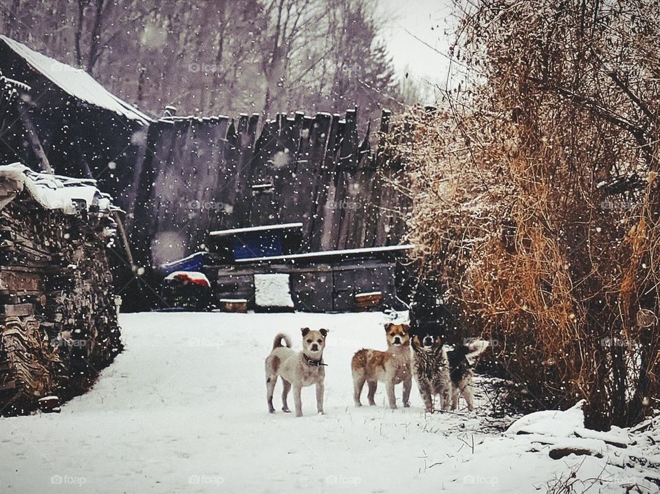It's snowing, and the dogs are still wandering on the snow.