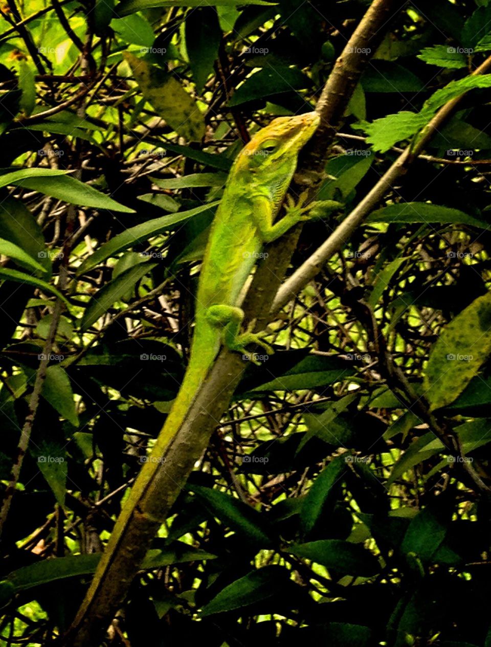 Green lizard. Green lizard