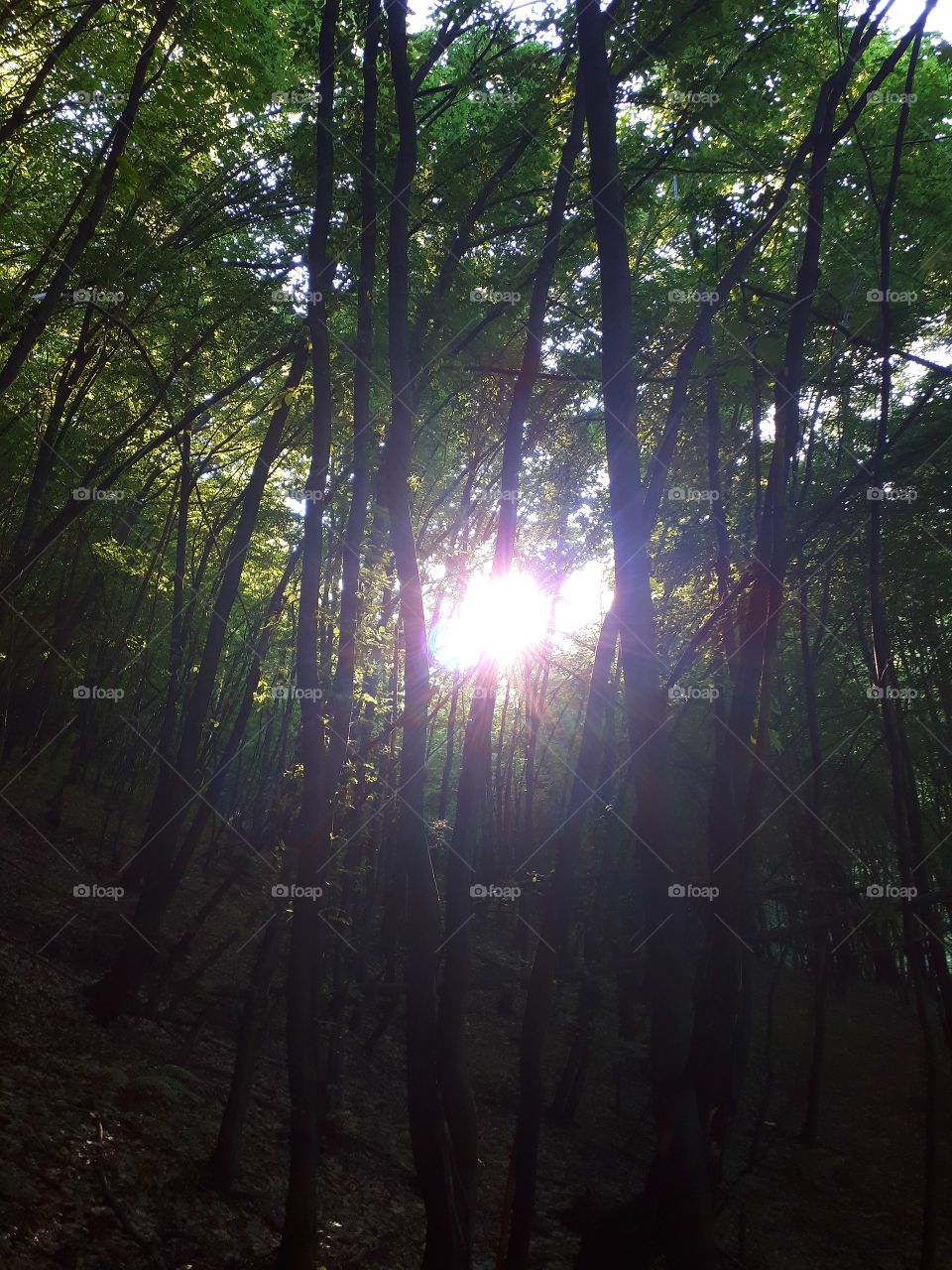 sunset in the forest