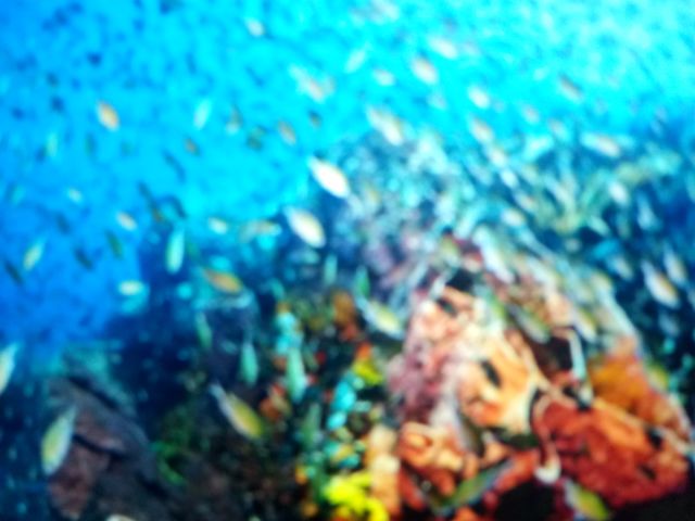 Underwater photos