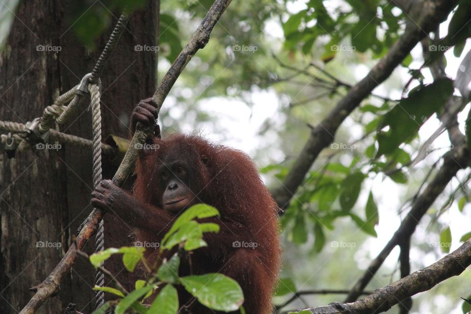Orangutan roping