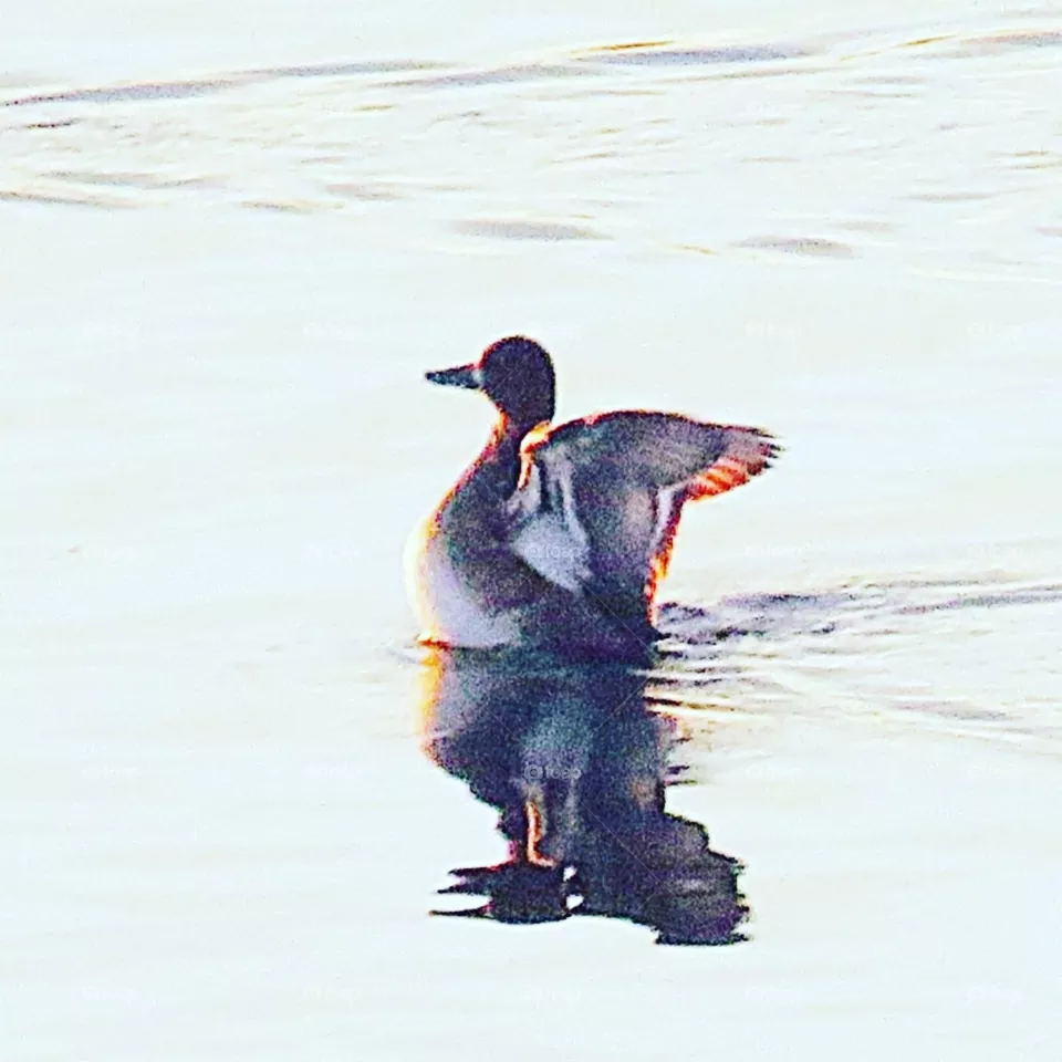 Duck relaxing in the sun