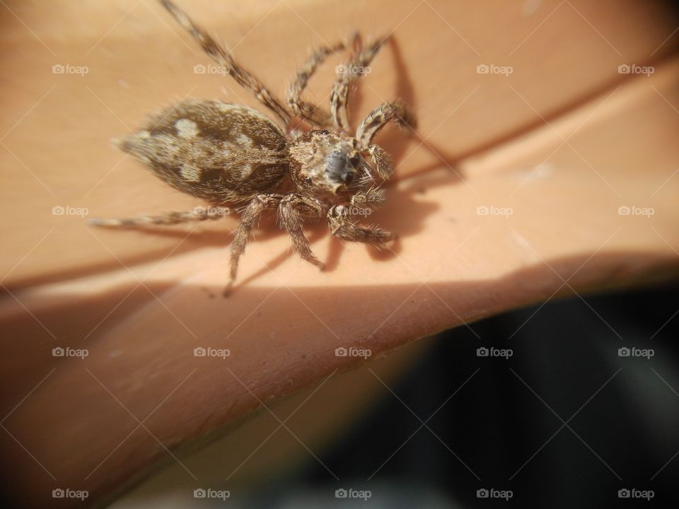 High angle view of spider