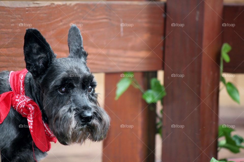 Schnauzer 