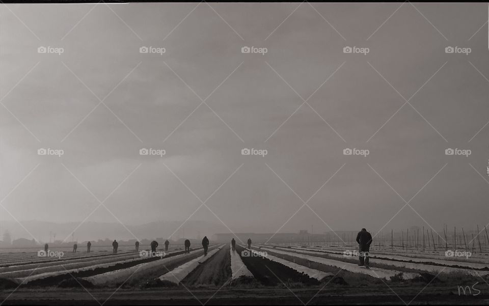 “Campesinos”, Fields of a Watsonville, CA. #Campesinos #Farmworkers #FieldsOfWatsonville #Land #BrownIsBeautiful 
