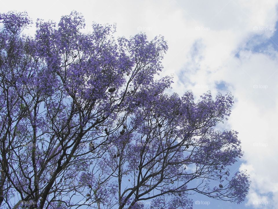 Purple tree blossoms