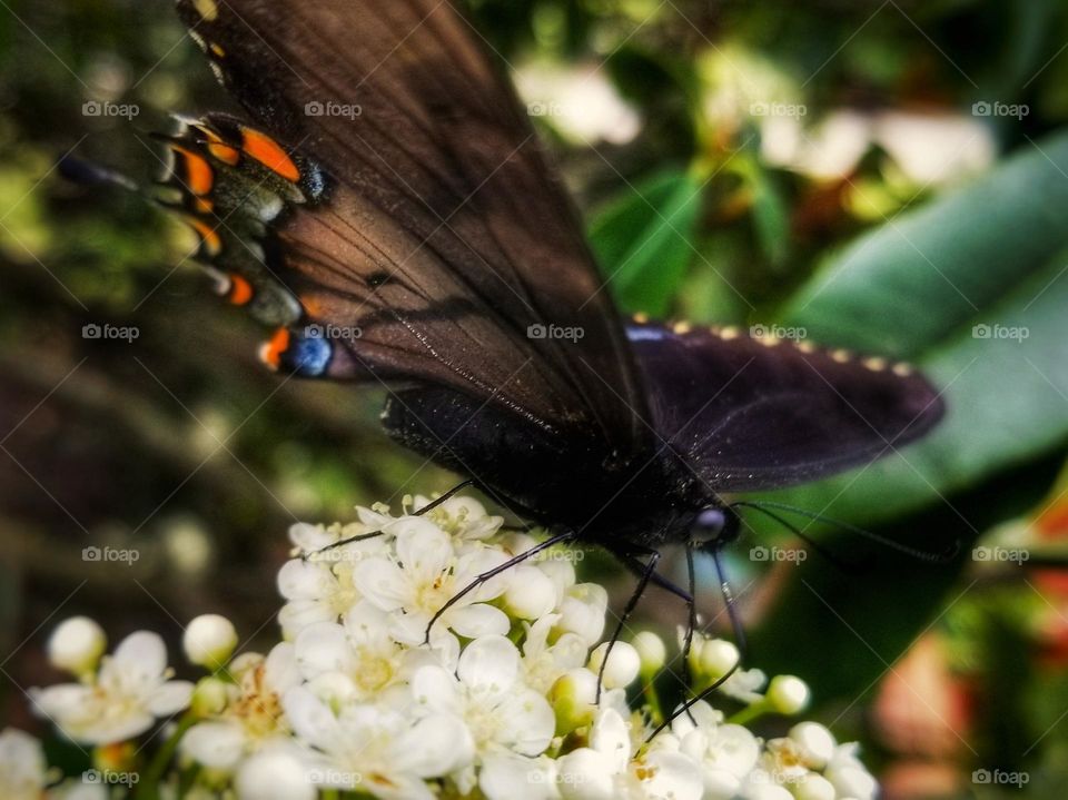 Swallowtail Butterfly on a Red Tip Photinia Blossom