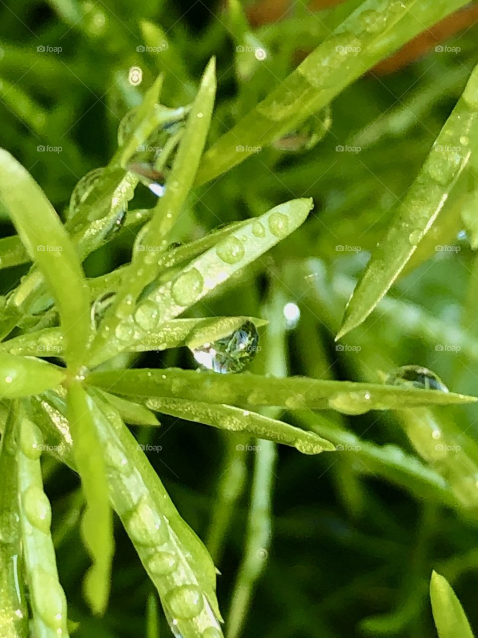 Rain drops on tiny green spiked leaves