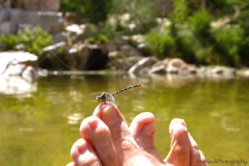 Dragonfly