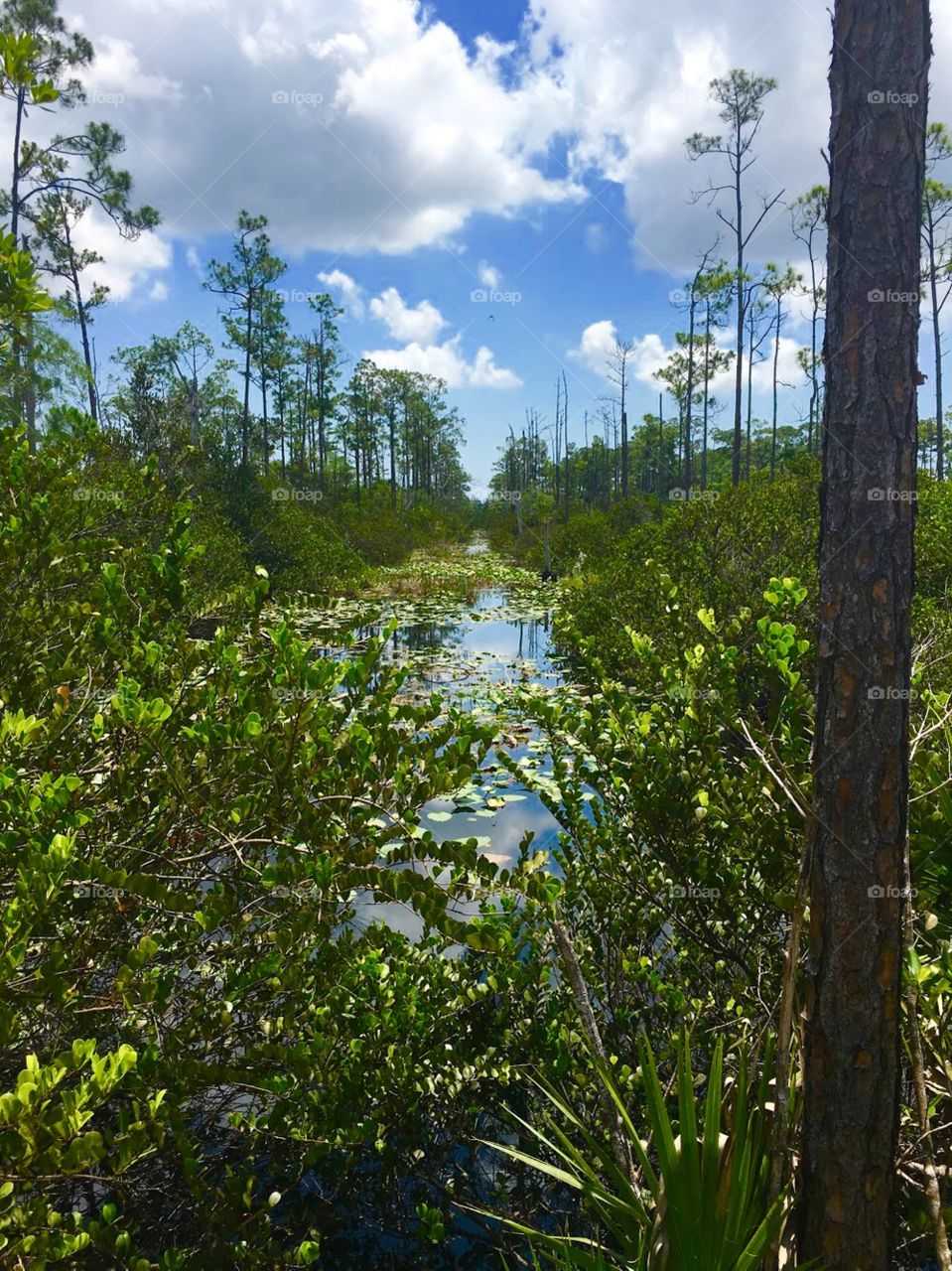 Apoxee trail in west palm beach serves you with lots of wildlife, amazing nature, and fantastic swamp areas. 