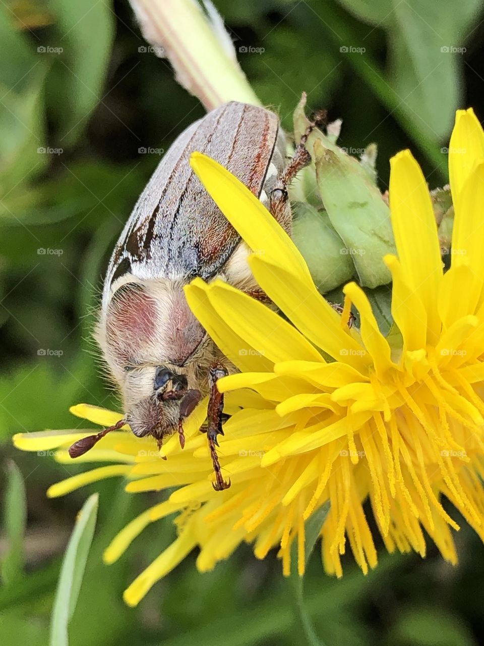 Майский жук